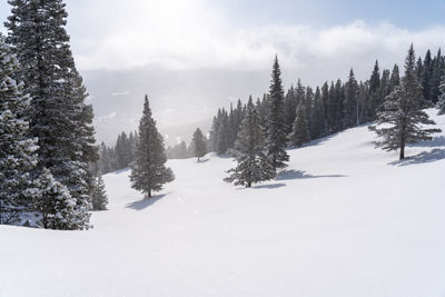 Breck after a snowfall