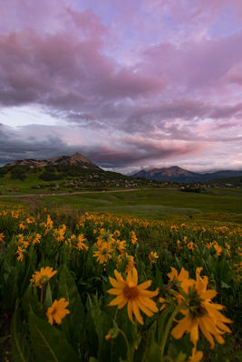 Sunset and field of wildflowers looking towards Mount Crested Butte