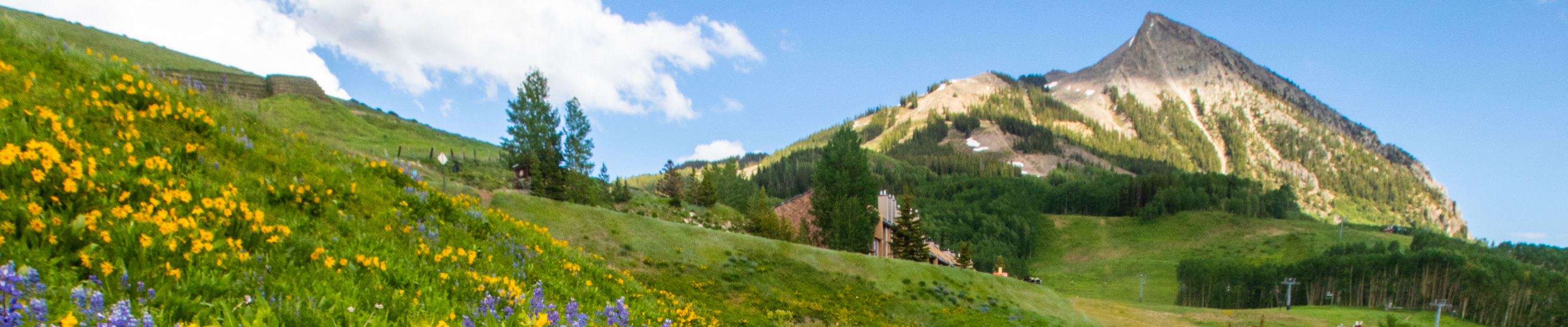 Wildflowers and Mount Crested Butte