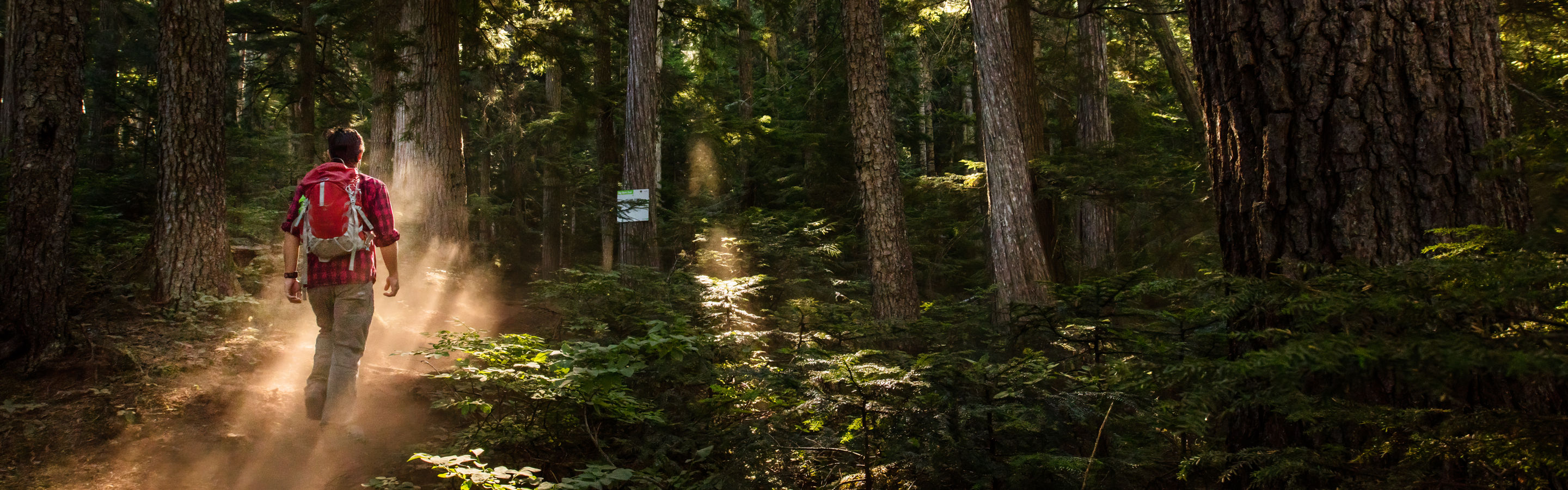 Hiker with Red Backback Traverses Through Deep Woods at Whistler Blackcomb