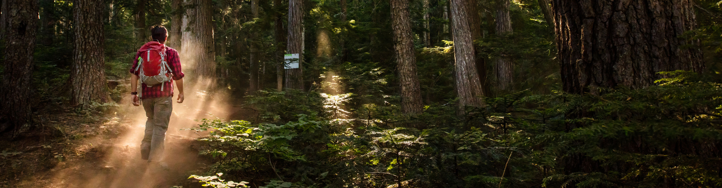 Hiker with Red Backback Traverses Through Deep Woods at Whistler Blackcomb