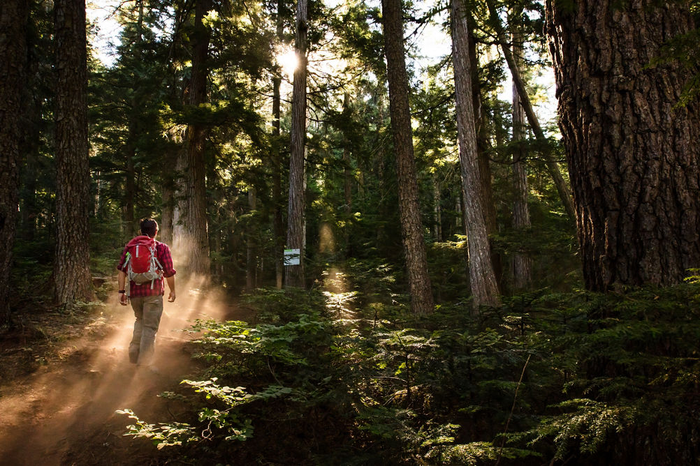 Hiker with Red Backback Traverses Through Deep Woods at Whistler Blackcomb