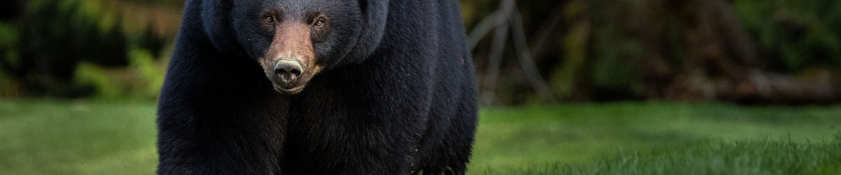 Black Bear Walks Through Grassy Field at Whistler Blackcomb During Summer
