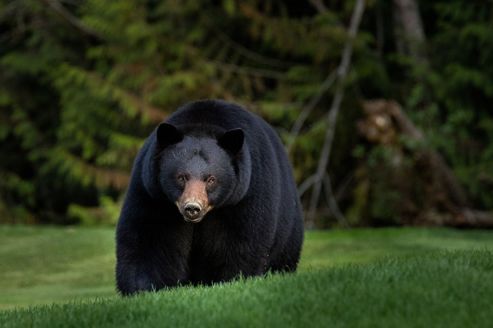 Black Bear Walks Through Grassy Field at Whistler Blackcomb During Summer