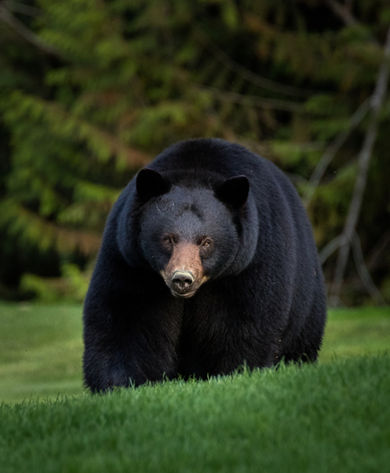 Black Bear Walks Through Grassy Field at Whistler Blackcomb During Summer