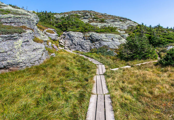 Mount Mansfield protected alpine vegitation