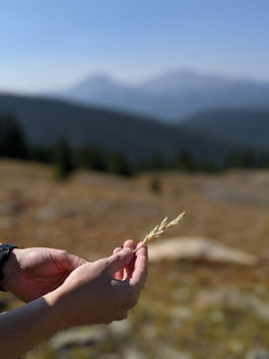Seedling Capture at Keystone Resort
