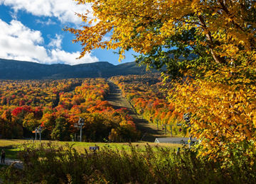 Scenic View In New York