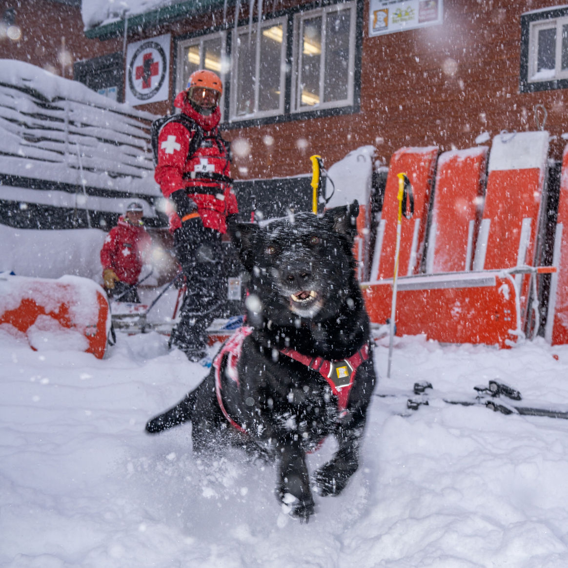Avalanche Dog and Ski Patrol on Pow Day at Heavenly