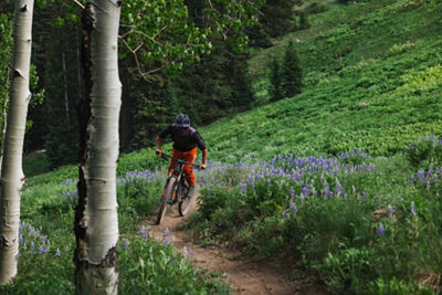 Biker pedaling through Lupine on Meander trail.