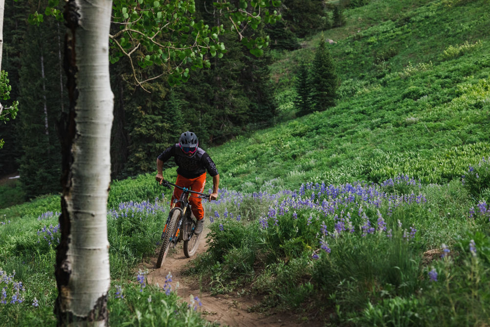 Biker pedaling through Lupine on Meander trail.