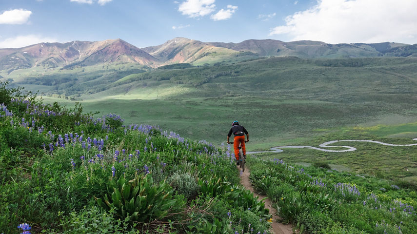 Biker riding through Lupines on Meander with East River in the background