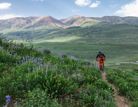Biker riding through Lupines on Meander with East River in the background
