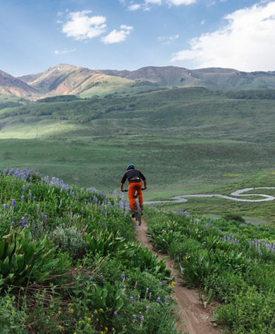 Biker riding through Lupines on Meander with East River in the background