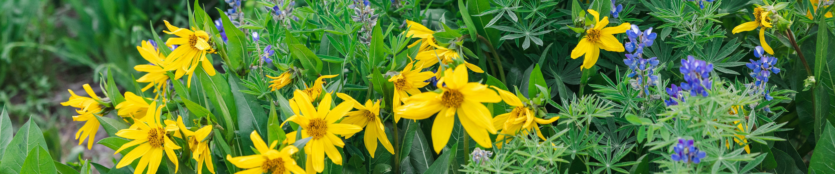 Wildflowers in Crested Butte during late June
