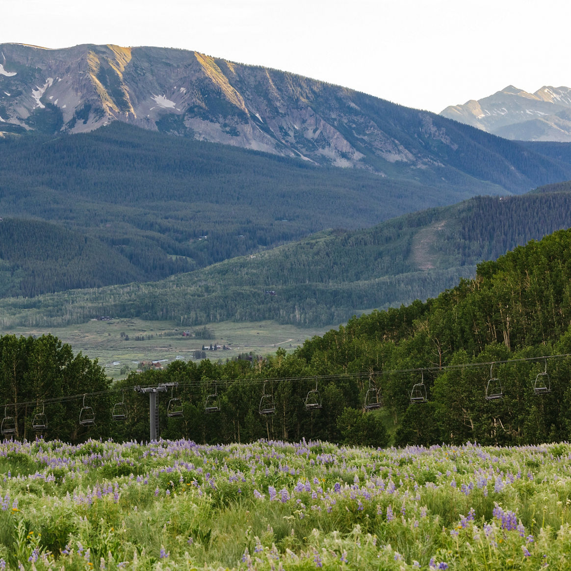Field of Lupine looking down at the Painter Boy lift