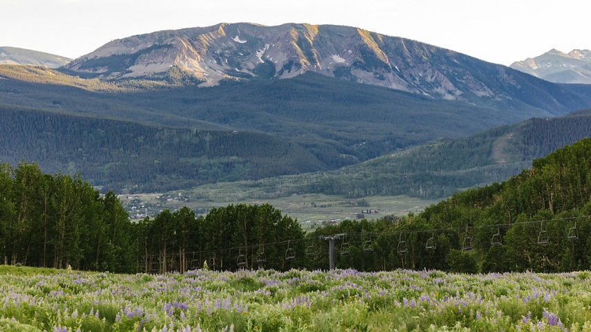 Field of Lupine looking down at the Painter Boy lift
