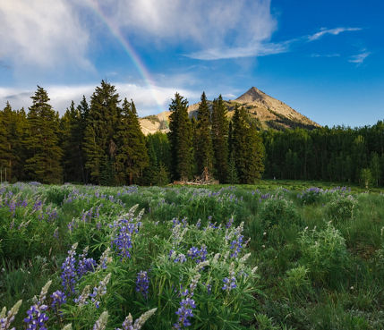 Mount Crested Butte with a rainbow and wildflowers in the foreground
