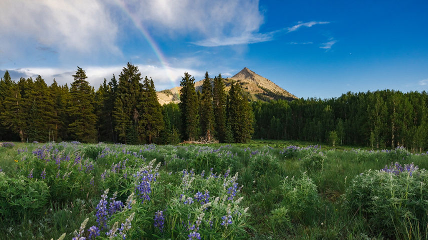 Mount Crested Butte with a rainbow and wildflowers in the foreground