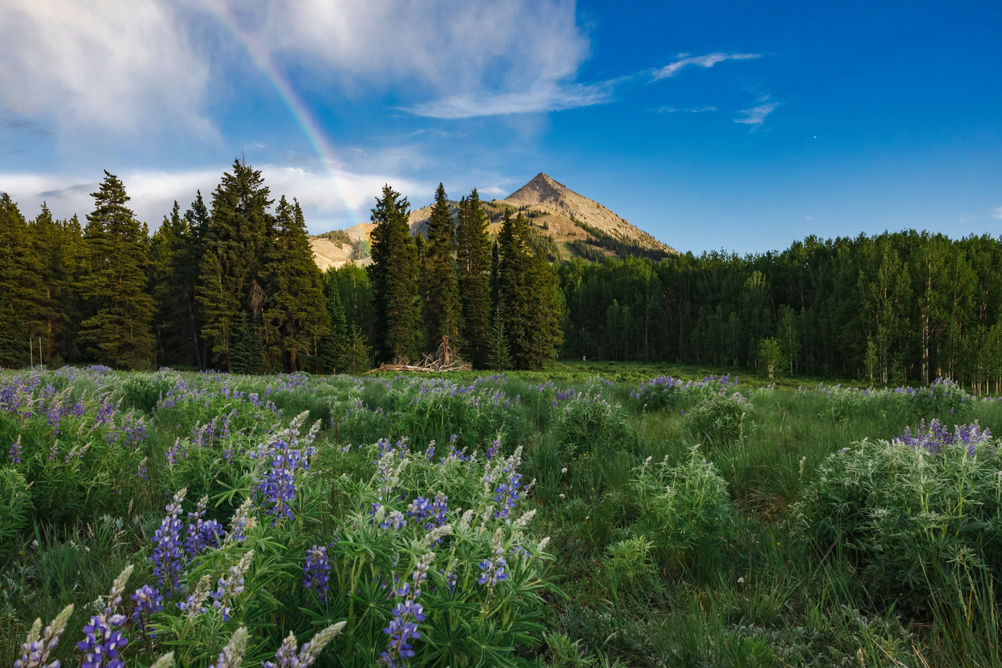 Mount Crested Butte with a rainbow and wildflowers in the foreground