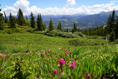 Wildflowers Horseshoe Bowl 003