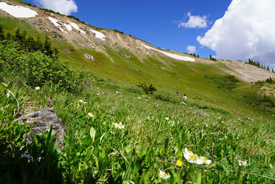 Wildflowers Horseshoe Bowl 002