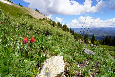 Wildflowers Horseshoe Bowl 001