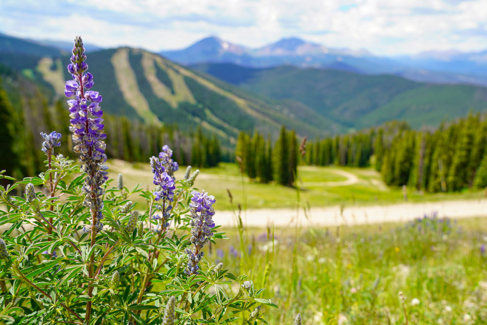 Summer Scenic Shot of Keystone Landscape