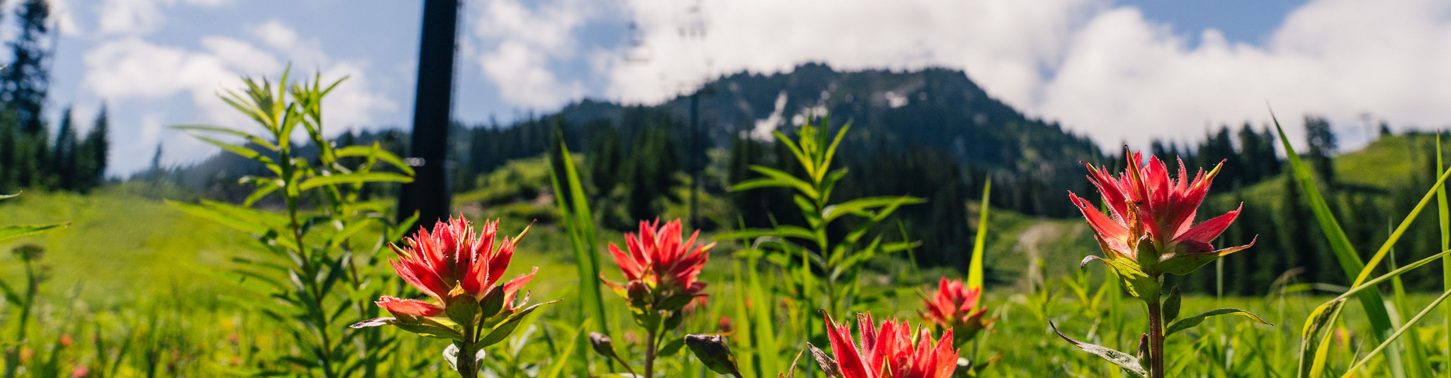 Scenic views at Stevens Pass