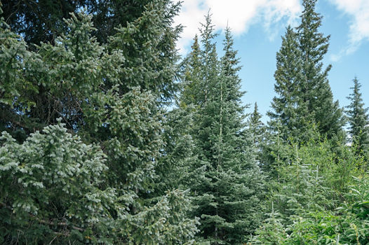 Vail Summer Hiking Trail