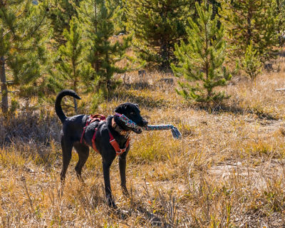 Ruby at CRAD Fall School