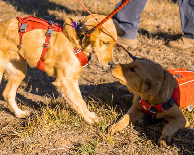 Telli and Moxie at CRAD Fall School