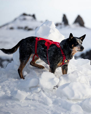 Avalanche Dogs at Kirkwood