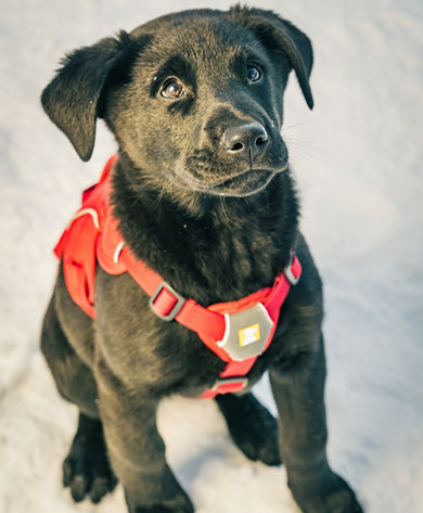 Avalanche Dog at Stevens Pass