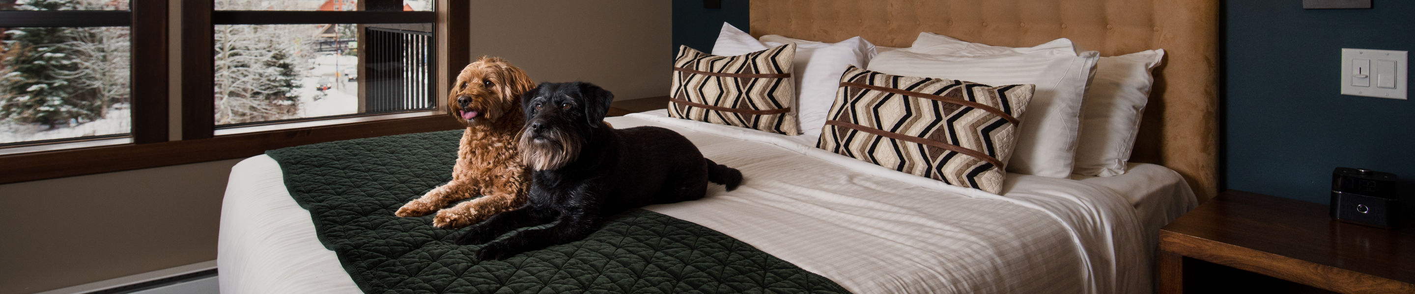 Evolution Interior with Dogs on Bed at Whistler Blackcomb