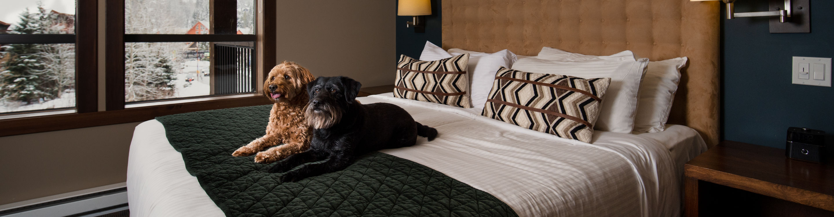 Evolution Interior with Dogs on Bed at Whistler Blackcomb