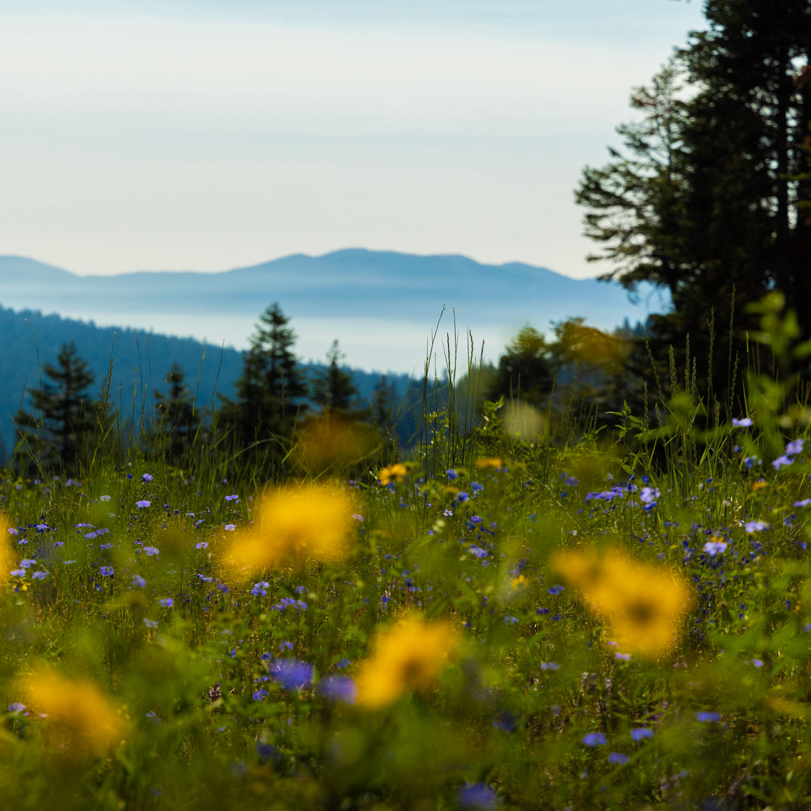 Summery Scenic View of Meadow at Northstar