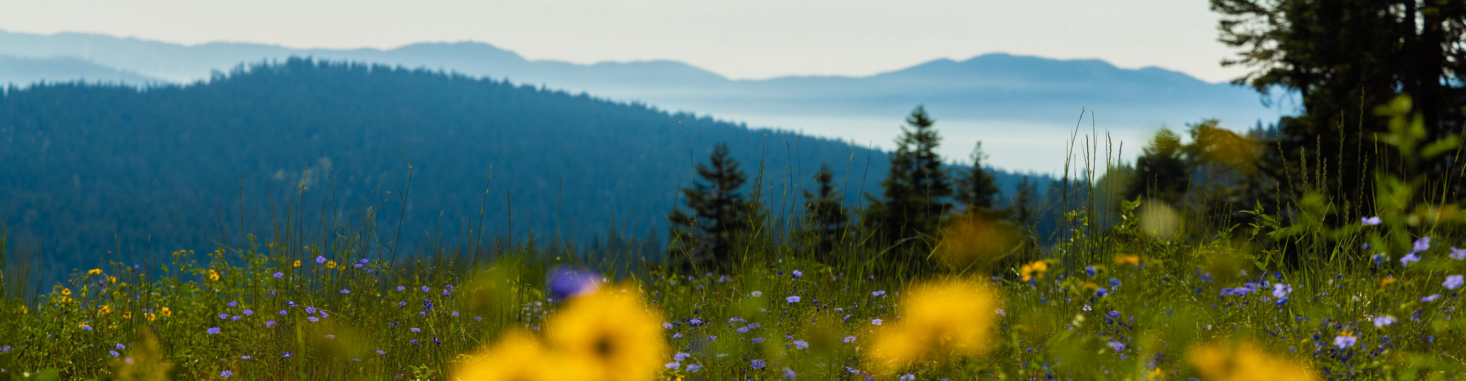 Summery Scenic View of Meadow at Northstar