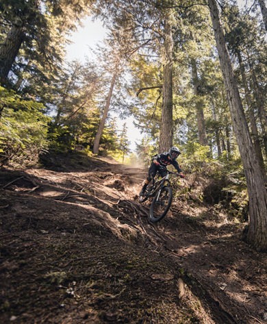 Mountain Biker Riding Down Forested Bike Park Trail at Whistler Blackcomb