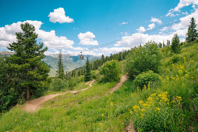 Summer Scenic Shot of Vail Mountain Bike Trail