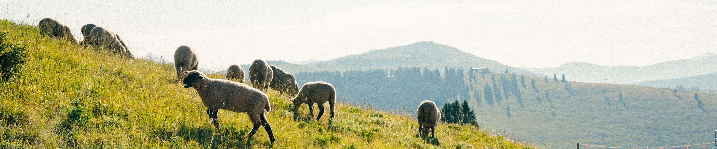 Rams Grazing on Vail Landscape