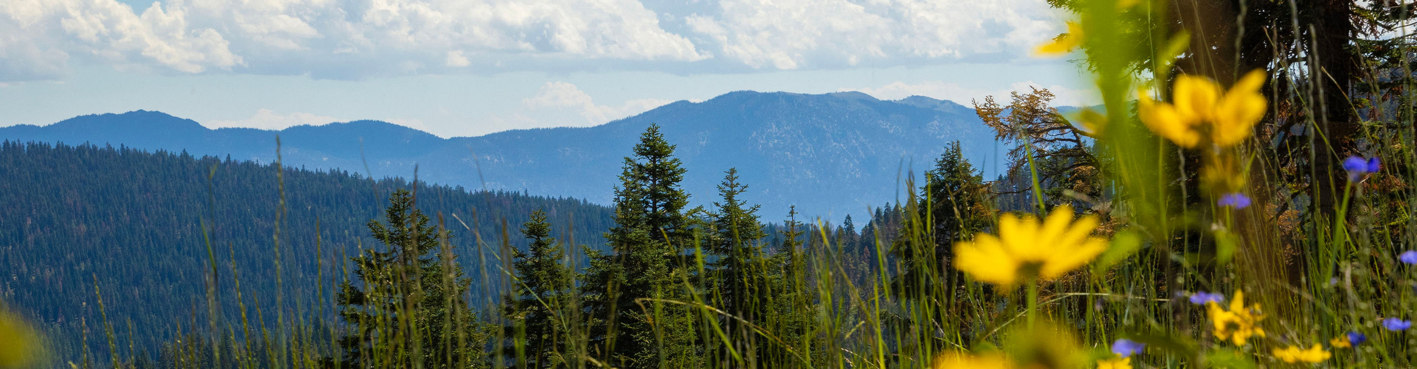 Summer Scenic Landscape Image of a Wildflower Meadow at Northstar