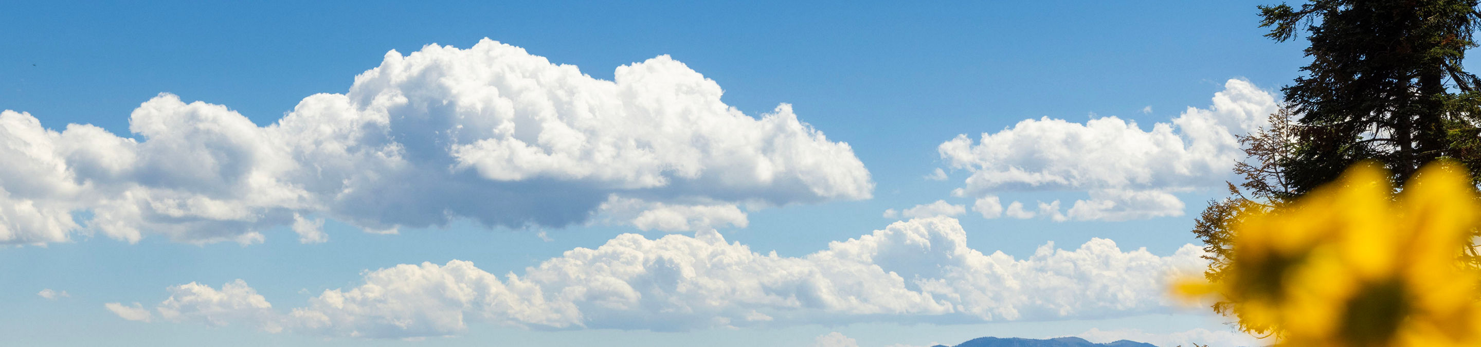 Summer Scenic Landscape Image of a Wildflower Meadow at Northstar