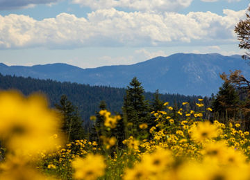 Summer Scenic Landscape Image of a Wildflower Meadow at Northstar