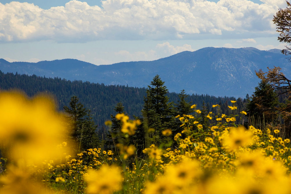 Summer Scenic Landscape Image of a Wildflower Meadow at Northstar