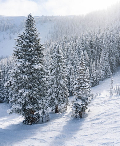 View of Fresh Snowfall from Chairlift at Park City