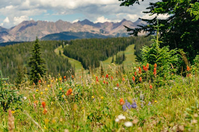 Summer Wildflowers at Vail
