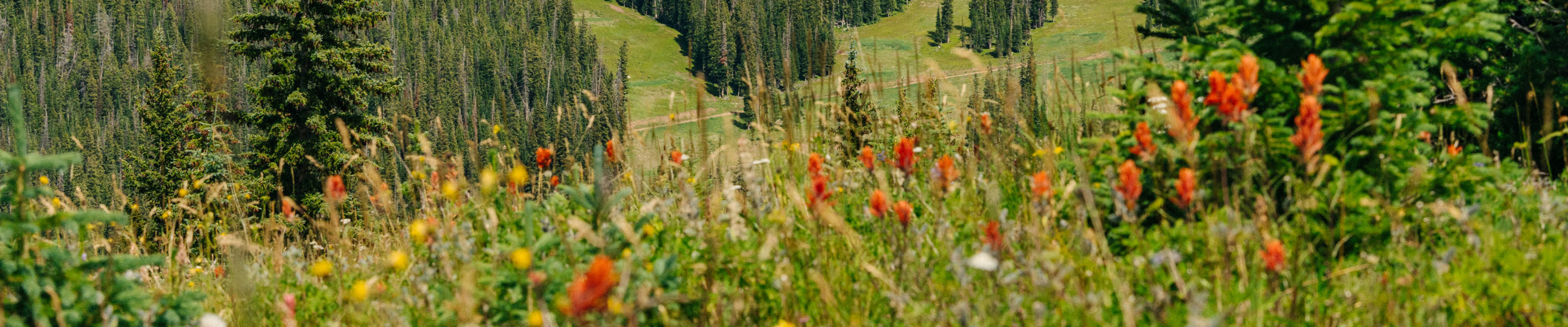 Summer Wildflowers at Vail