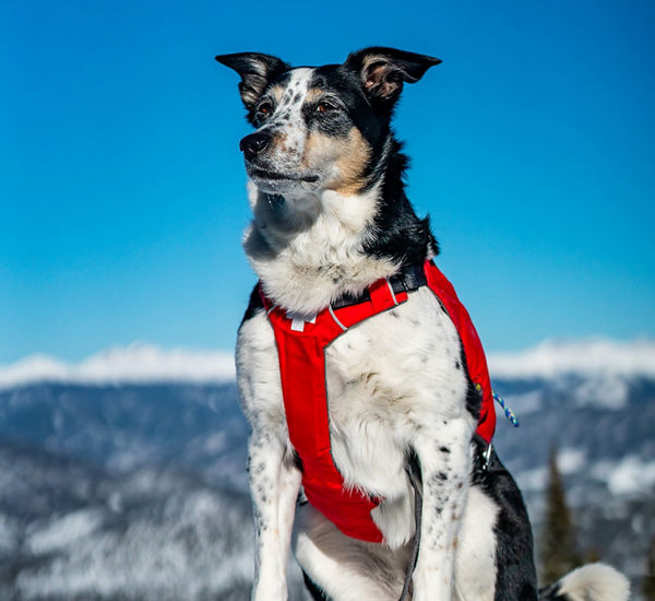 Breckenridge Avalanche Dog