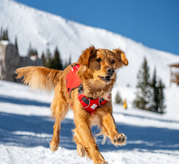 Breckenridge Avalanche Dog